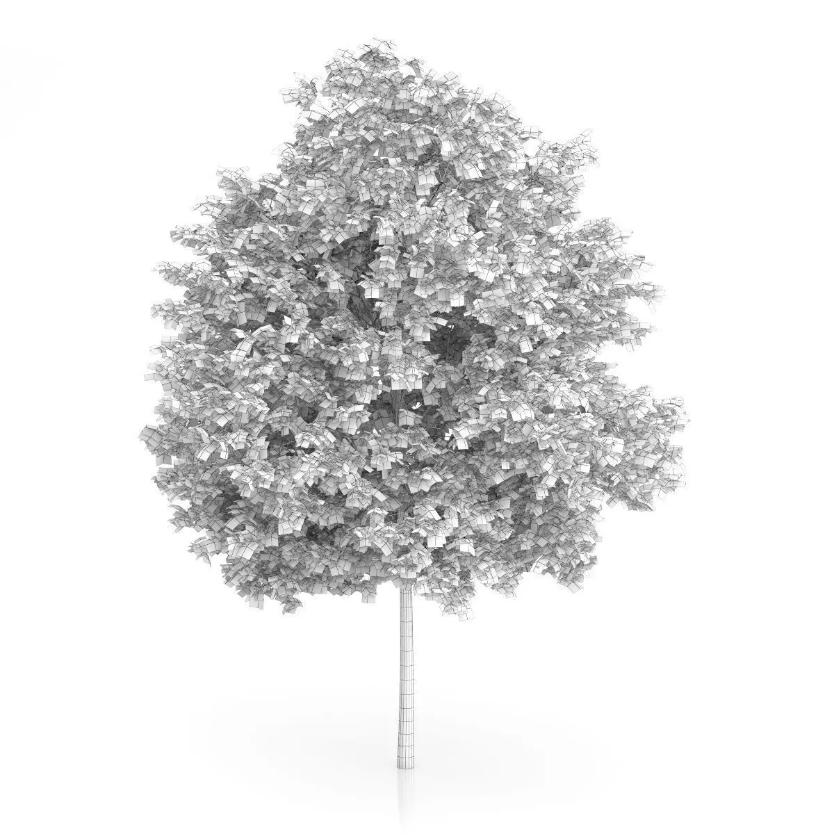 Maidenhair Tree Ginkgo biloba 3D model_1