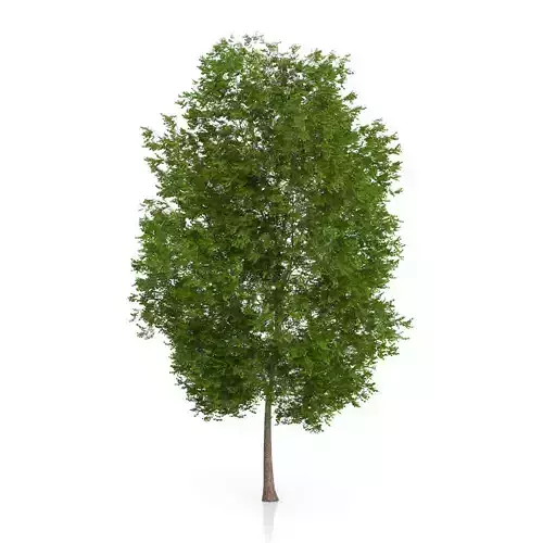 Maidenhair Tree Ginkgo biloba 3D model