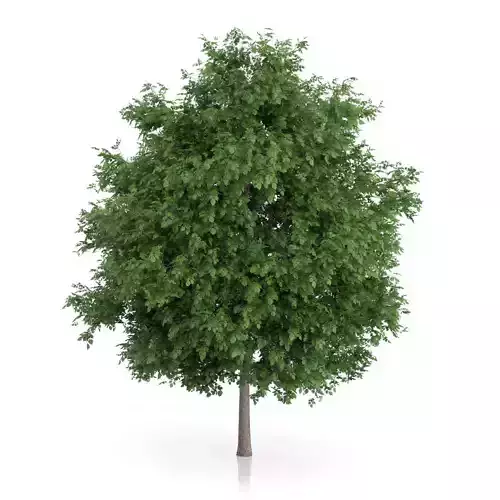 Large-leaved Lime Tree Tilia platyphyllos 3D model