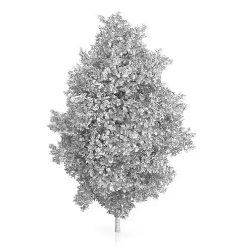 Large-leaved Lime Tree Tilia platyphyllos