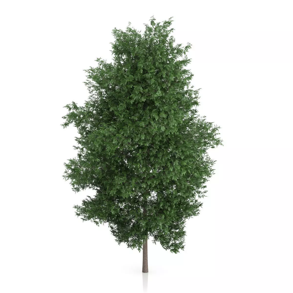 Large-leaved Lime Tree Tilia platyphyllos 3D model_2