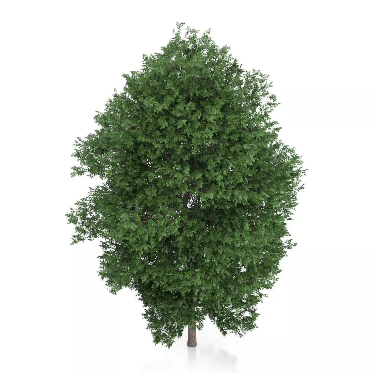 Large-leaved Lime Tree Tilia platyphyllos 3D model_4