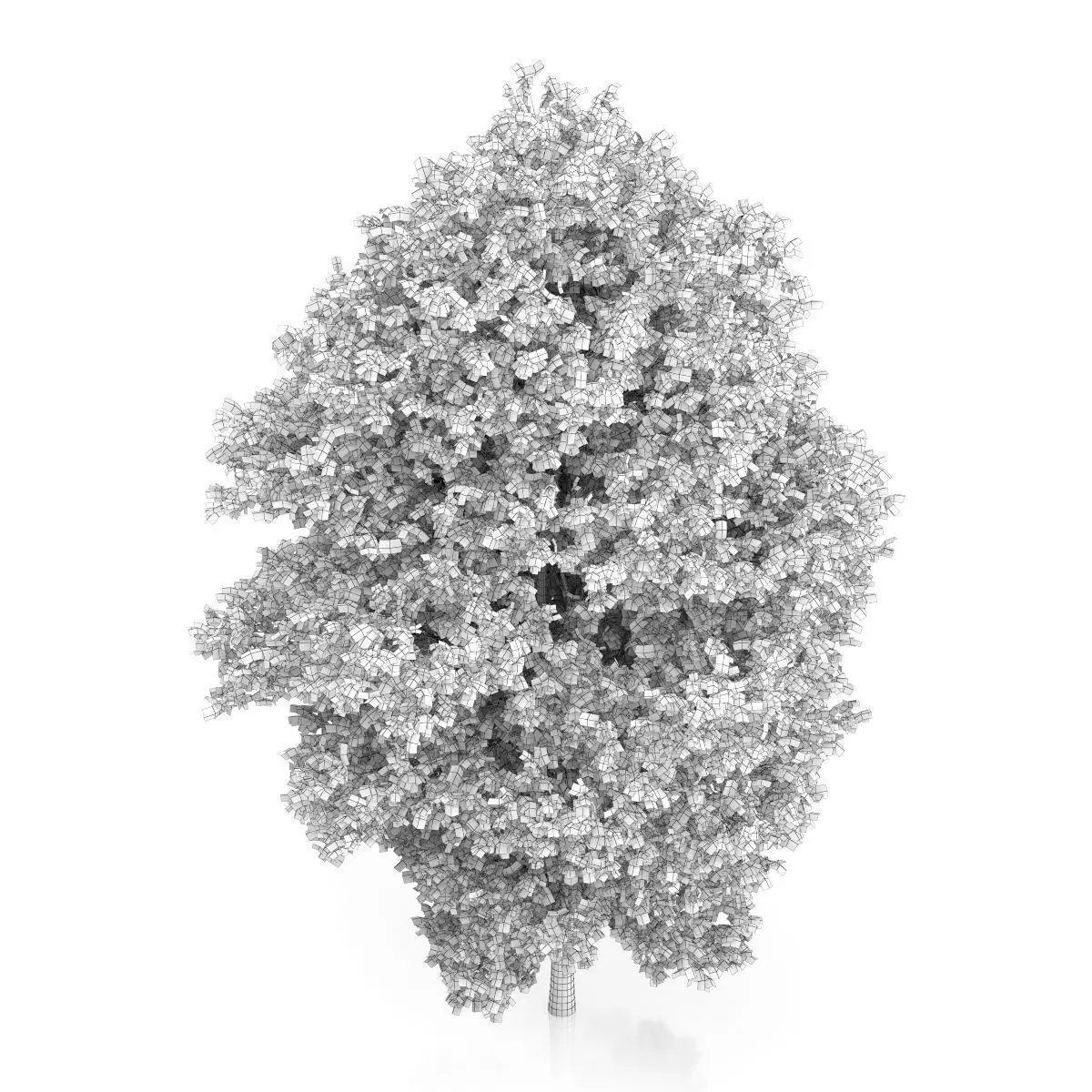 Large-leaved Lime Tree Tilia platyphyllos 3D model_5