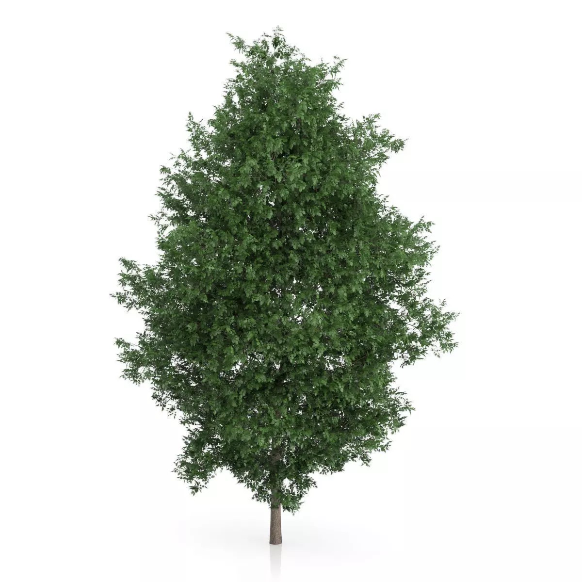Large-leaved Lime Tree Tilia platyphyllos 3D model_0