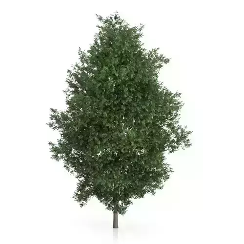 Large-leaved Lime Tree Tilia platyphyllos 3D model