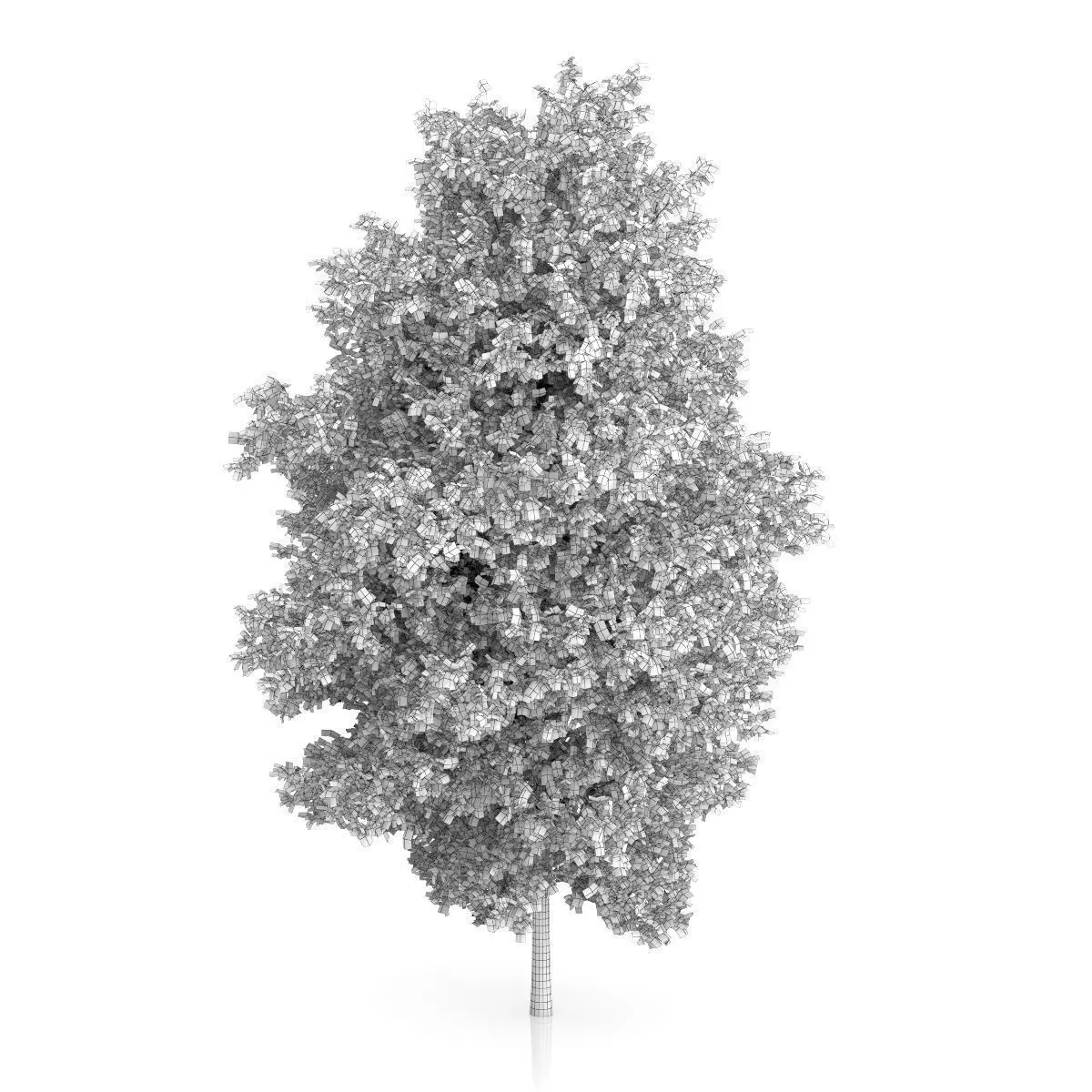 Large-leaved Lime Tree Tilia platyphyllos 3D model_3