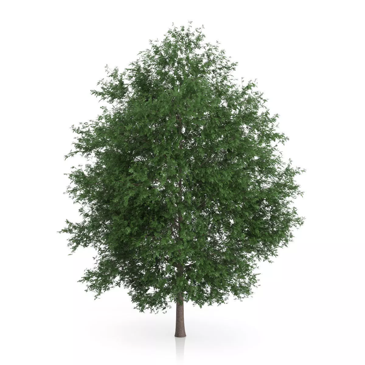 Large-leaved Lime Tree Tilia platyphyllos 3D model_0