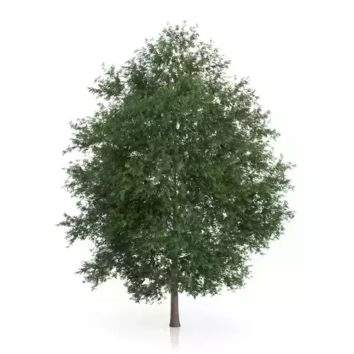 Large-leaved Lime Tree Tilia platyphyllos 3D model