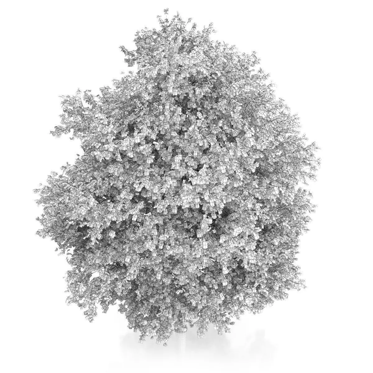 Large-leaved Lime Tree Tilia platyphyllos 3D model_5