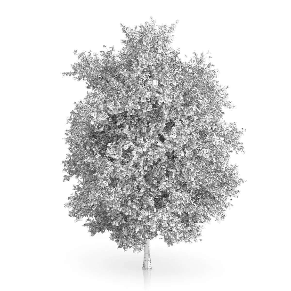 Large-leaved Lime Tree Tilia platyphyllos 3D model_3