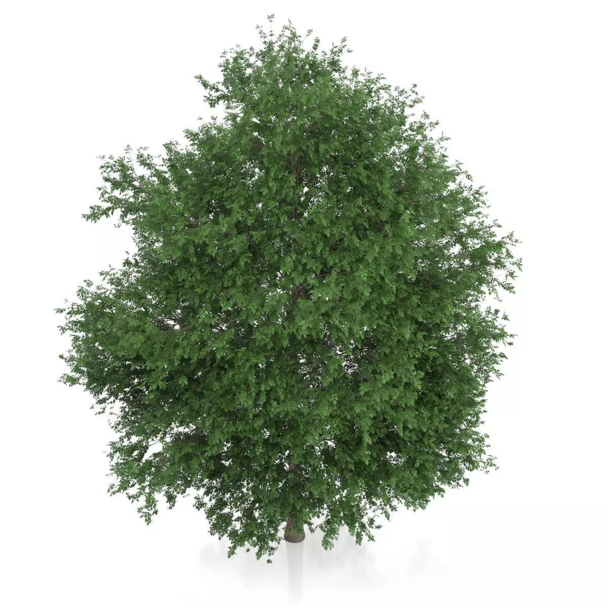 Large-leaved Lime Tree Tilia platyphyllos 3D model_4