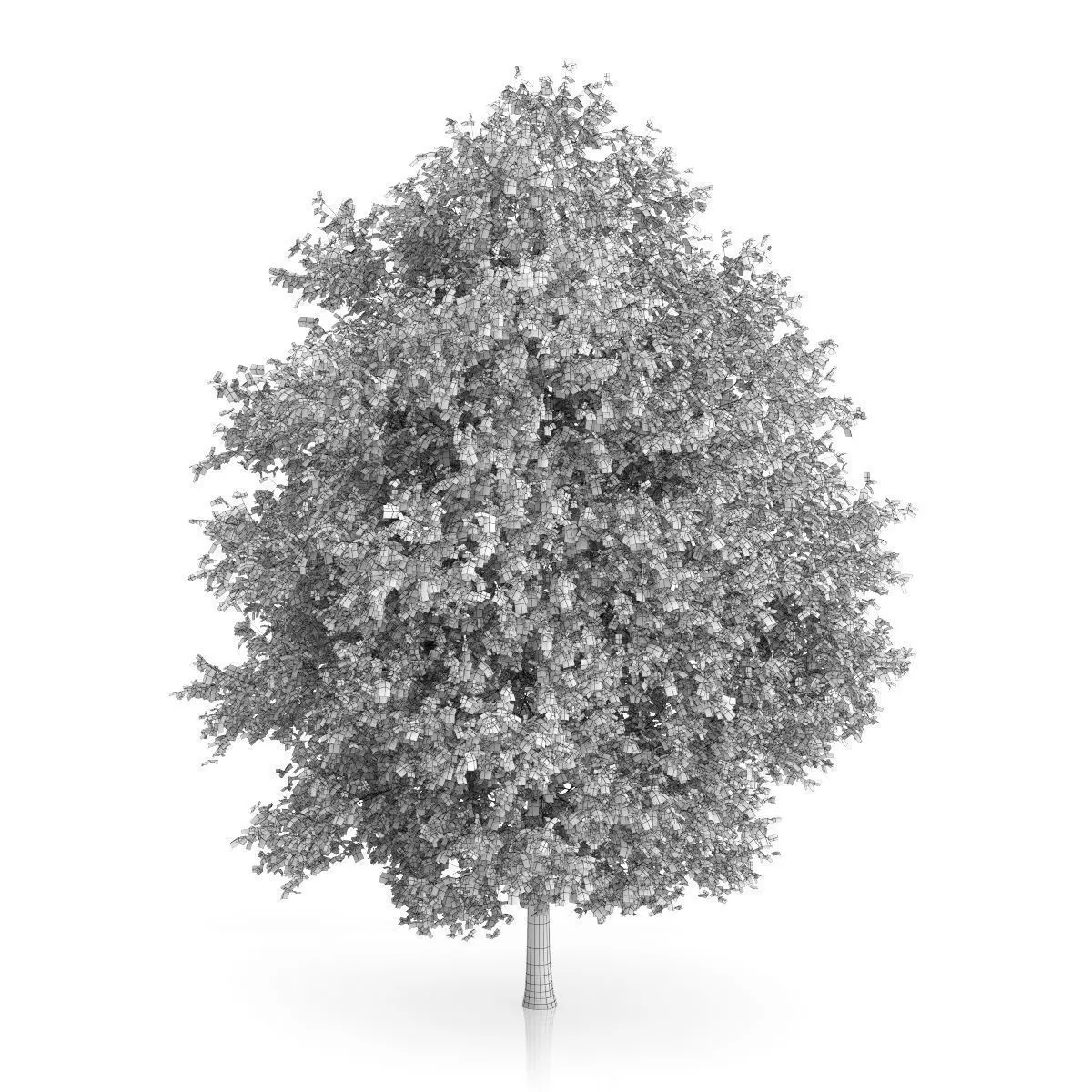 Large-leaved Lime Tree Tilia platyphyllos 3D model_1