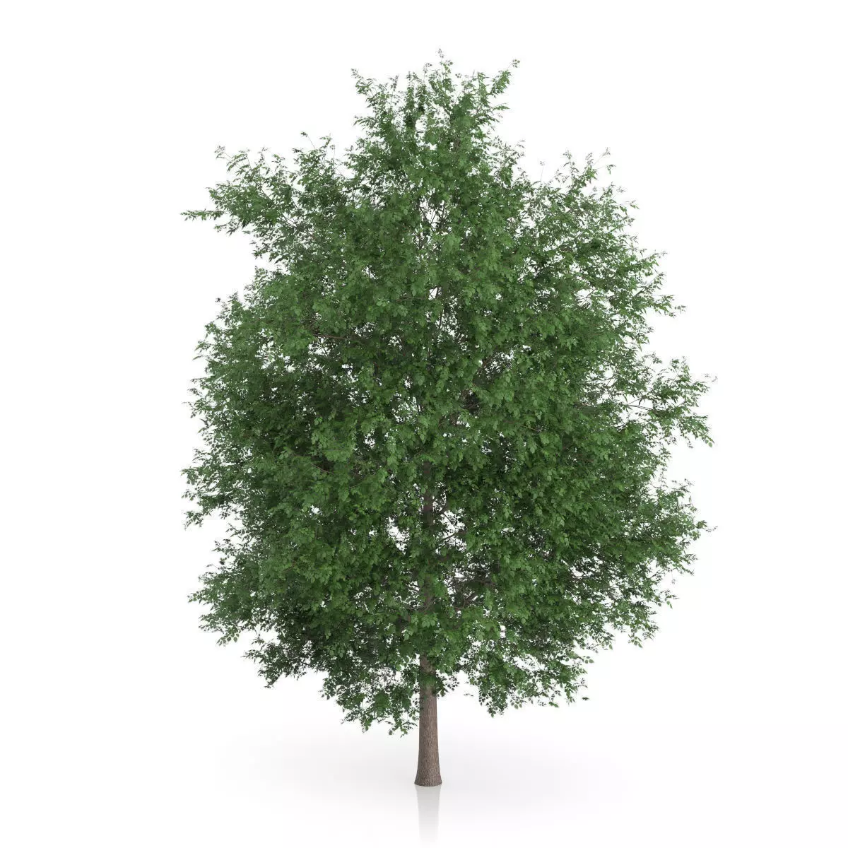 Large-leaved Lime Tree Tilia platyphyllos 3D model_2