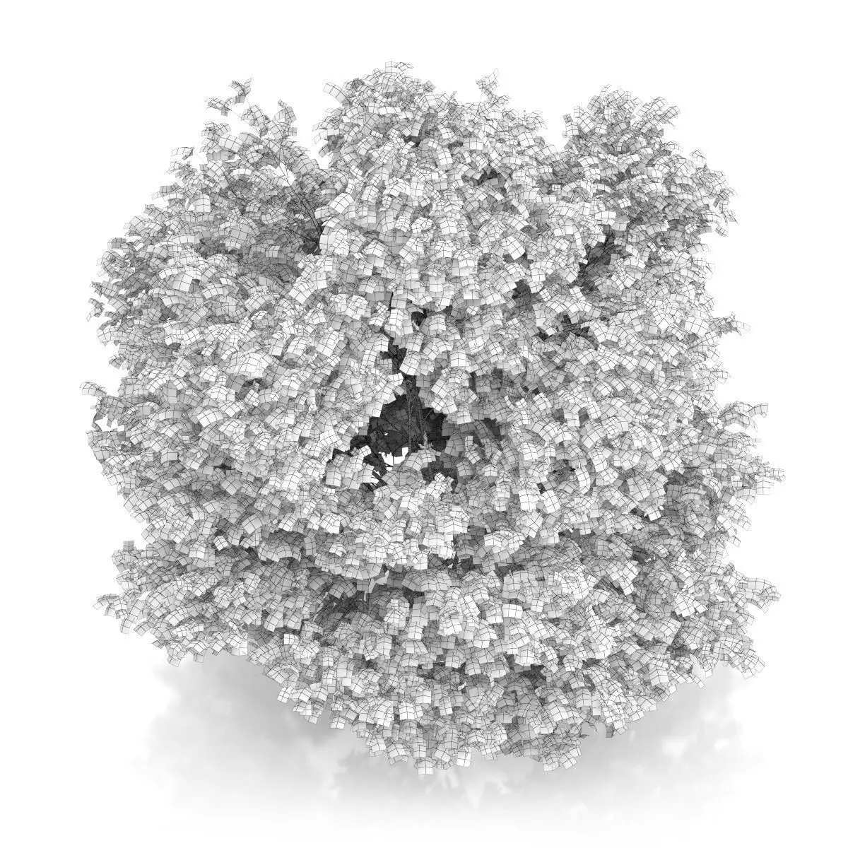 Common Hazel Tree Corylus avellana 3D model_5