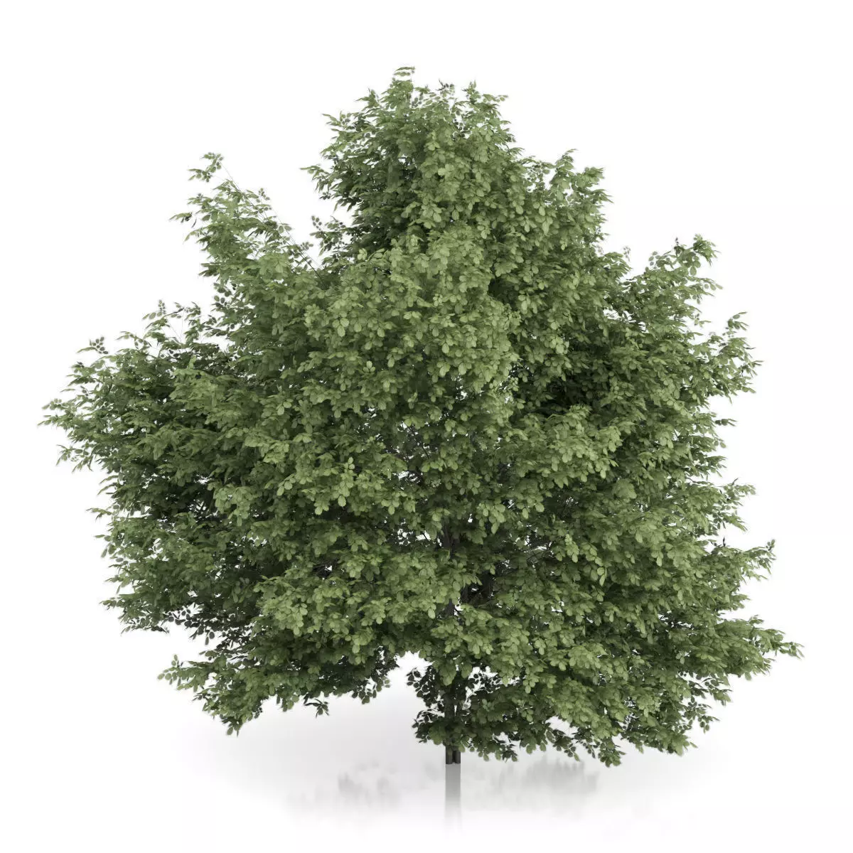 Common Hazel Tree Corylus avellana 3D model_2