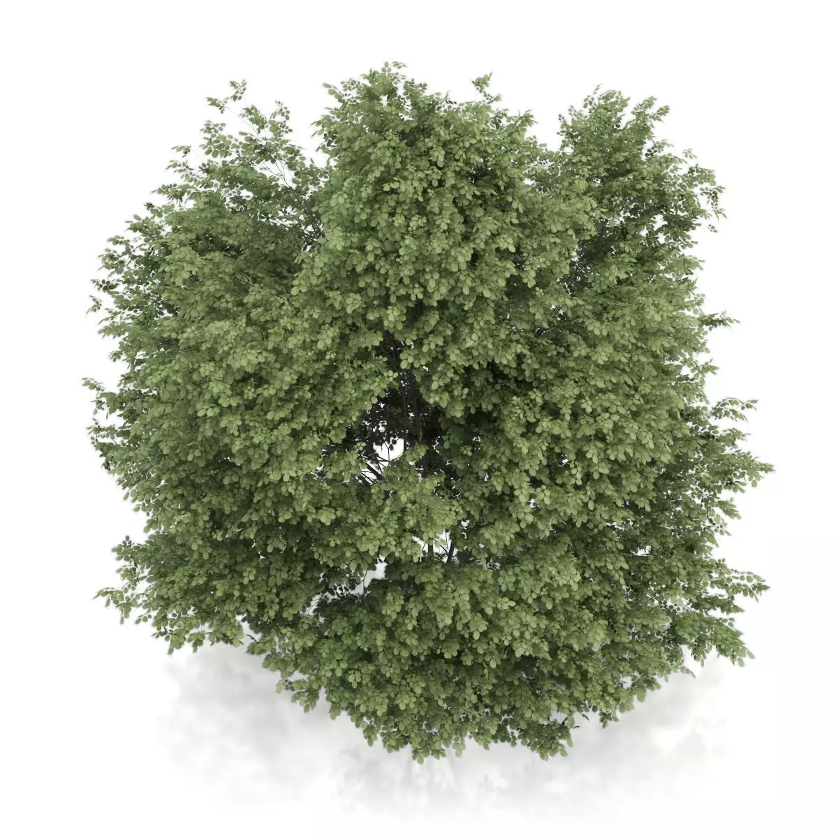 Common Hazel Tree Corylus avellana 3D model_4