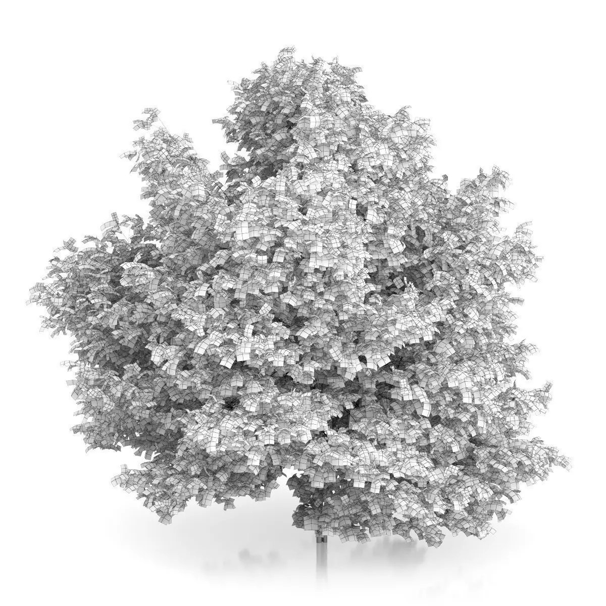 Common Hazel Tree Corylus avellana 3D model_3