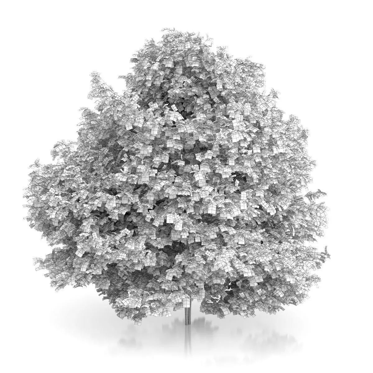 Common Hazel Tree Corylus avellana 3D model_1