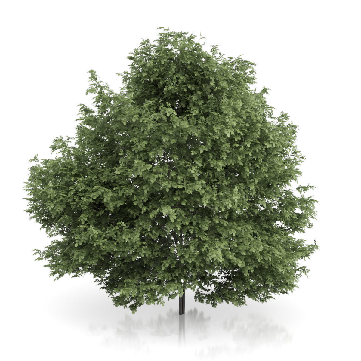 Common Hazel Tree Corylus avellana