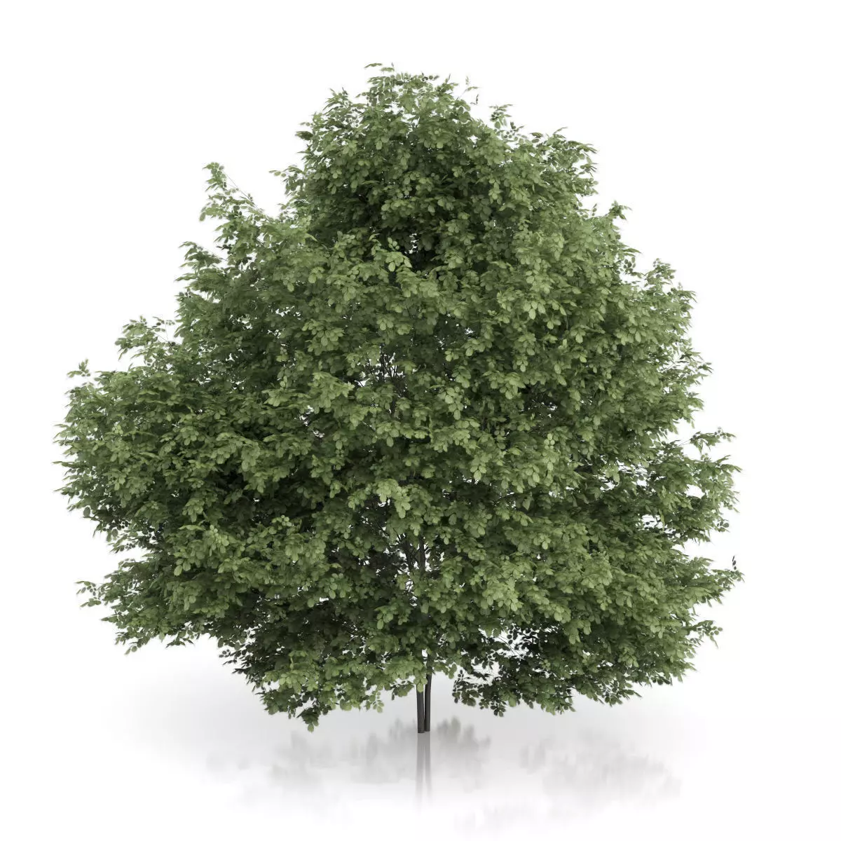 Common Hazel Tree Corylus avellana 3D model_0