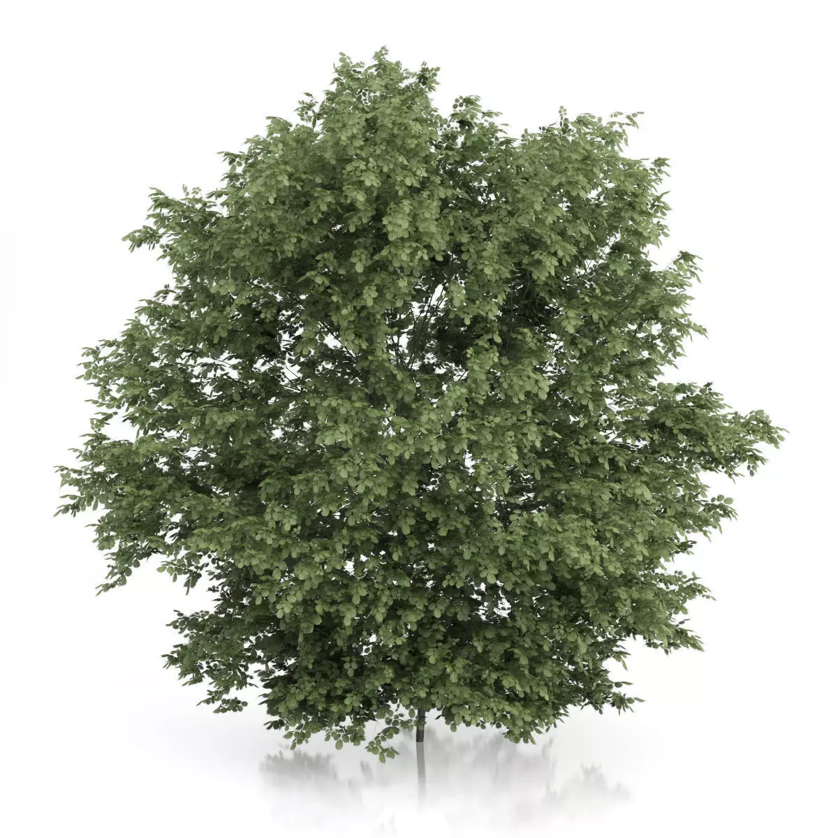 Common Hazel Tree Corylus avellana 3D model_0