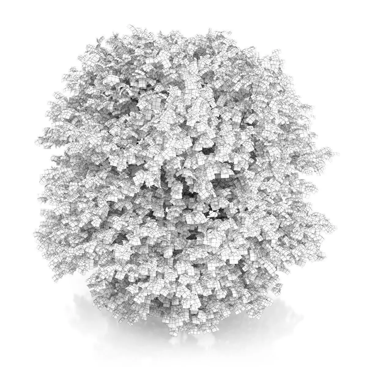 Common Hazel Tree Corylus avellana 3D model_5