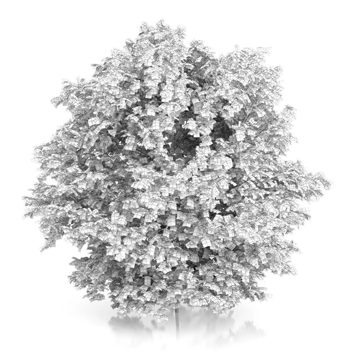 Common Hazel Tree Corylus avellana 3D model_1