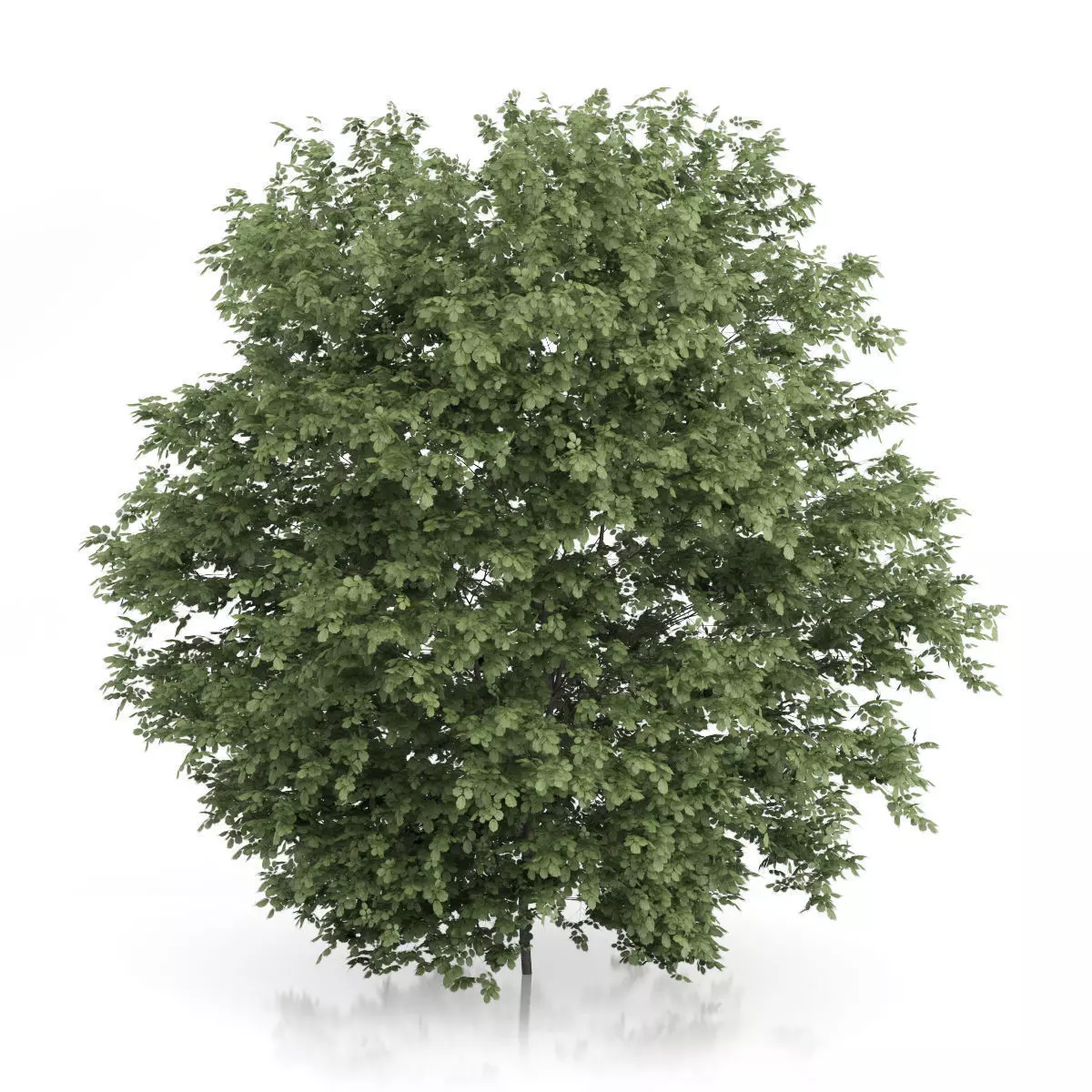 Common Hazel Tree Corylus avellana 3D model_2