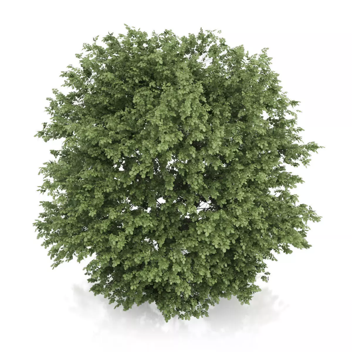 Common Hazel Tree Corylus avellana 3D model_4