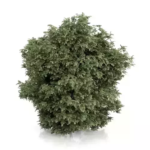 Common Hazel Tree Corylus avellana 3D model