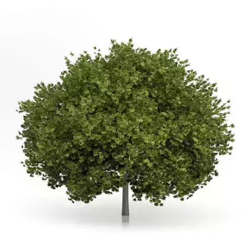 Norway Maple Tree Acer platanoides 3D model