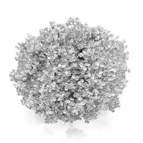 Norway Maple Tree Acer platanoides