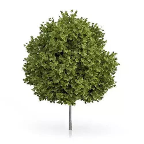 Norway Maple Tree Acer platanoides 3D model