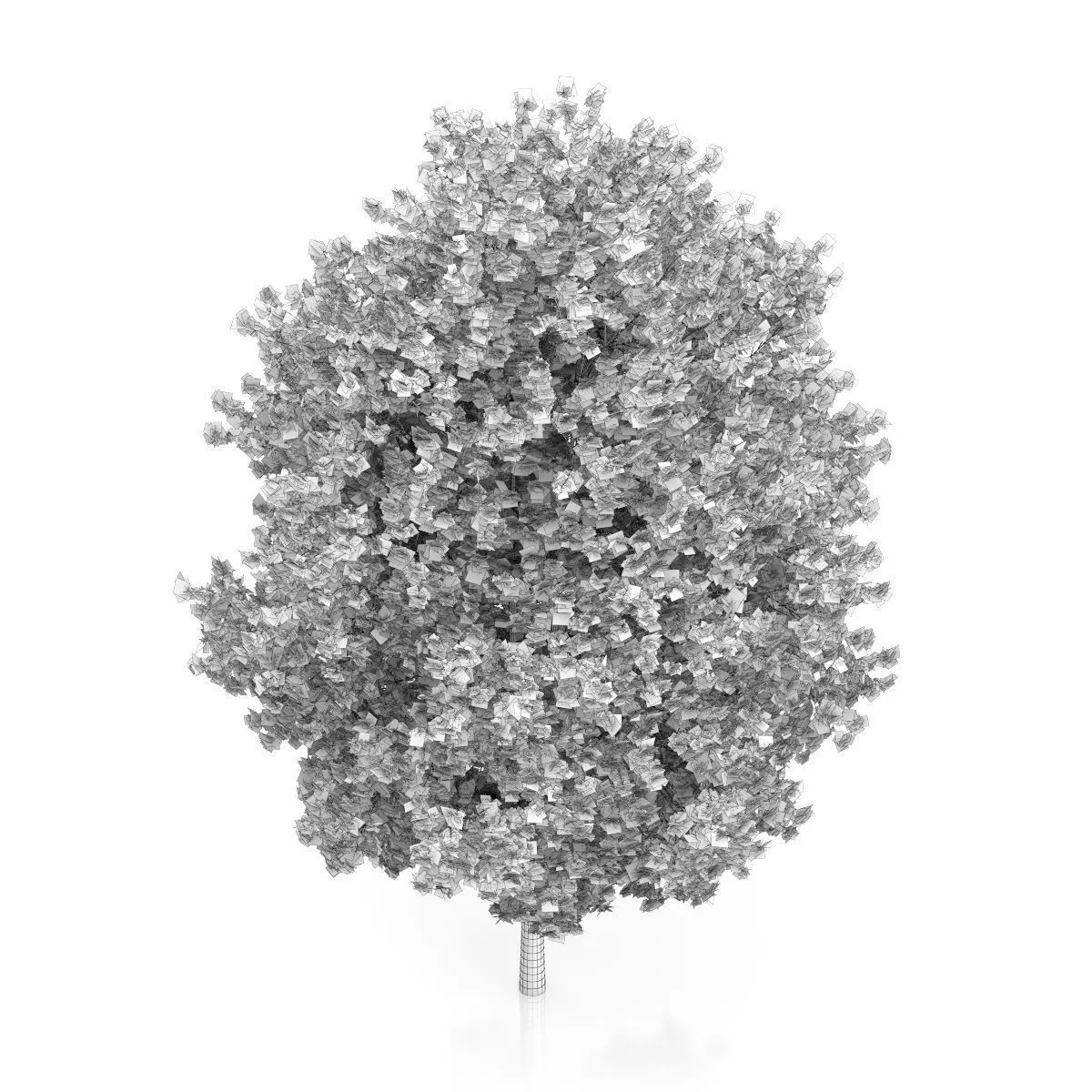 Norway Maple Tree Acer platanoides 3D model_5