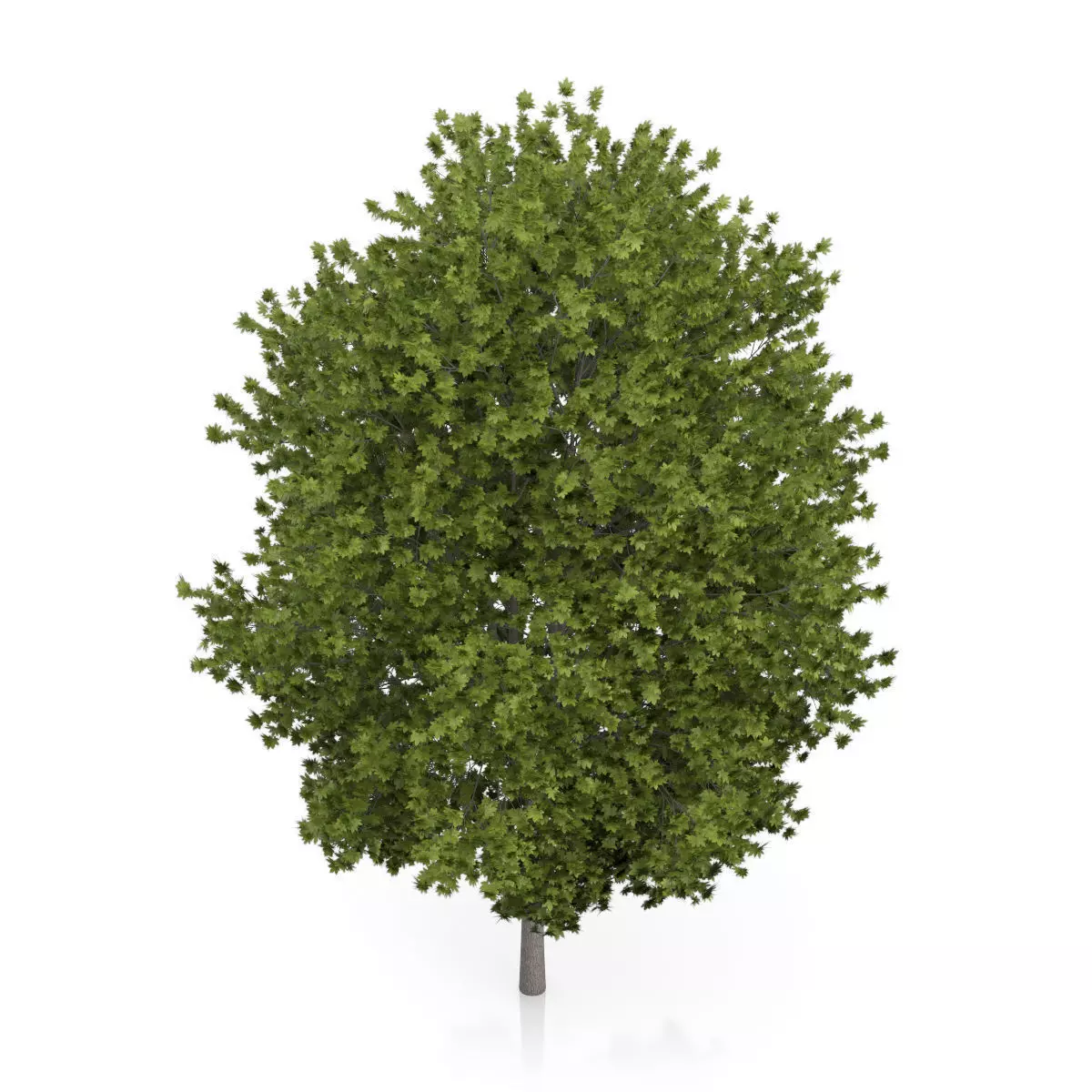 Norway Maple Tree Acer platanoides 3D model_4