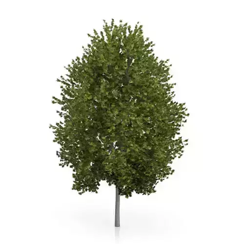 Norway Maple Tree Acer platanoides 3D model