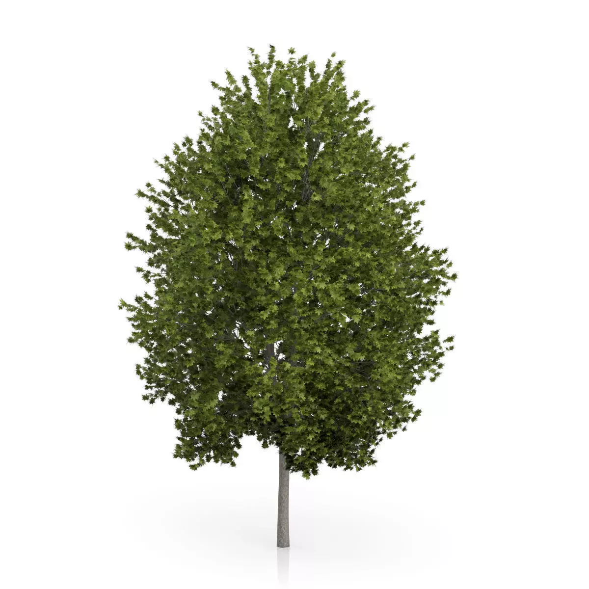 Norway Maple Tree Acer platanoides 3D model_0