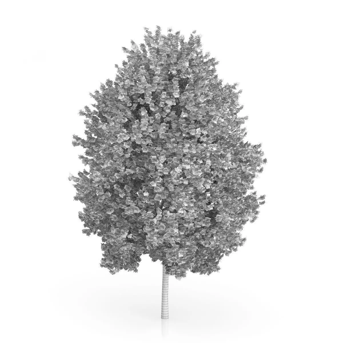 Norway Maple Tree Acer platanoides 3D model_1