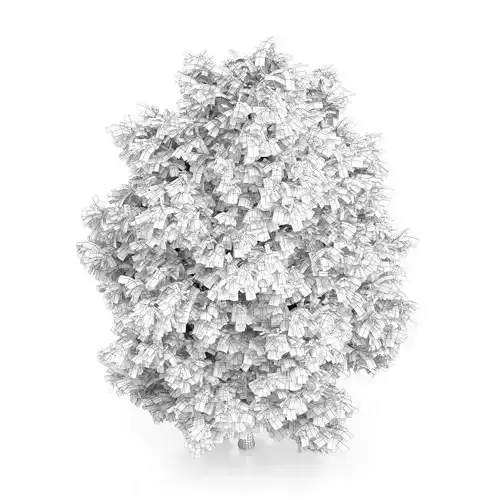 Rowan Tree Sorbus aucuparia