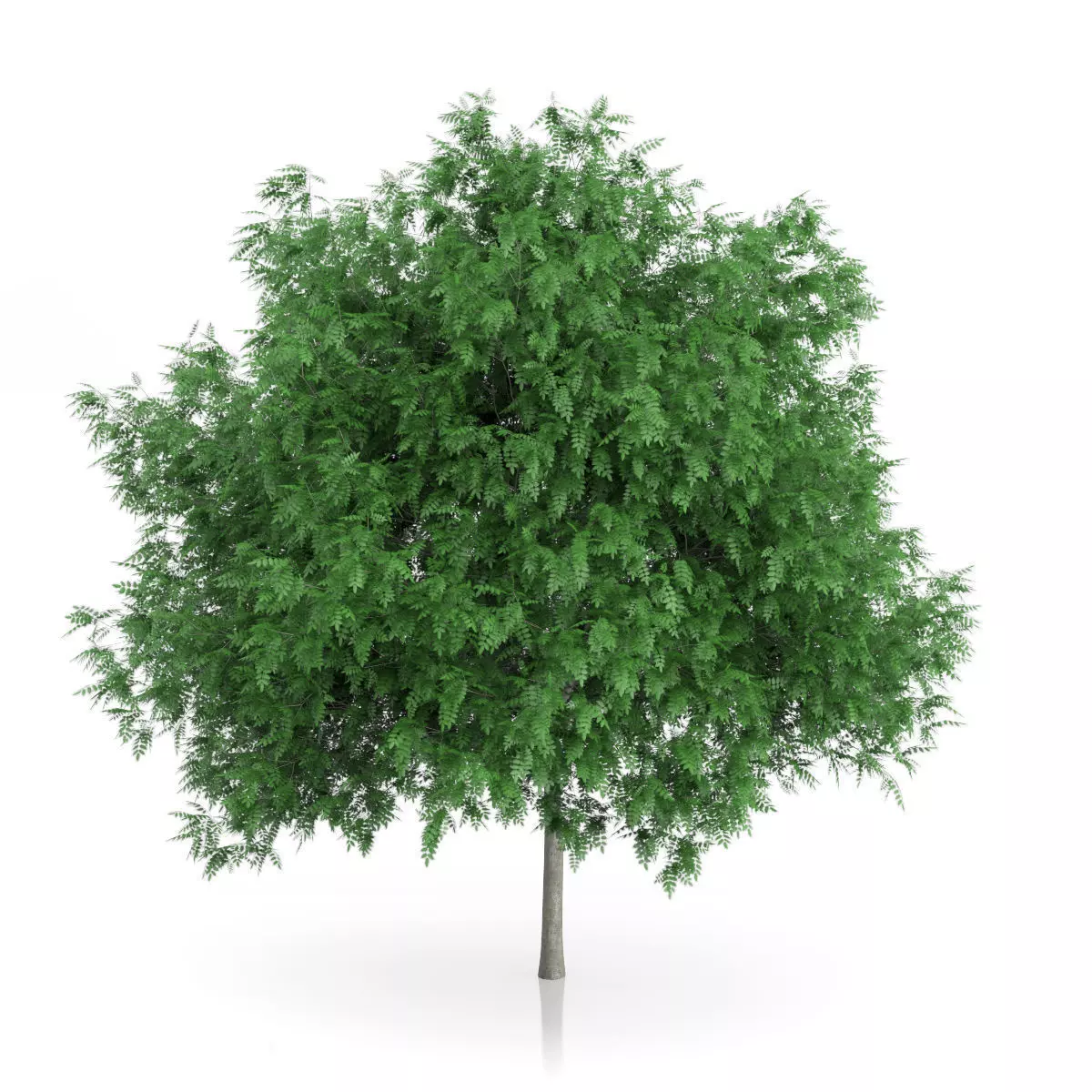Rowan Tree Sorbus aucuparia 3D model_2