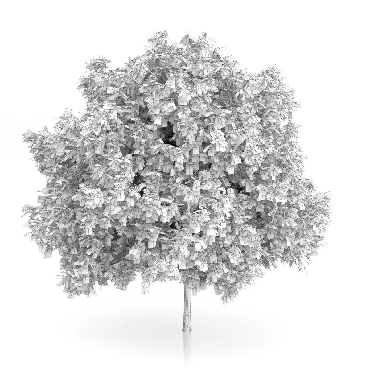 Rowan Tree Sorbus aucuparia 3D model_3