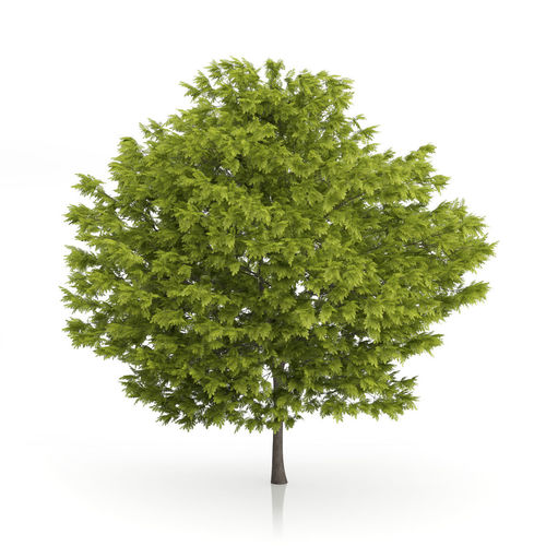 Honey Locust Tree Gleditsia triacantho 3D model