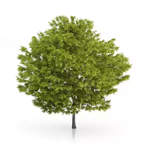 Honey Locust Tree Gleditsia triacantho 3D model