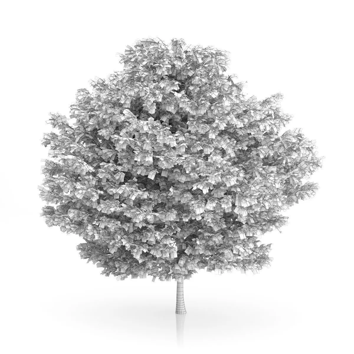 Honey Locust Tree Gleditsia triacantho 3D model_1