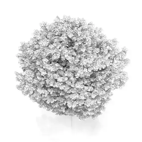 Honey Locust Tree Gleditsia triacantho