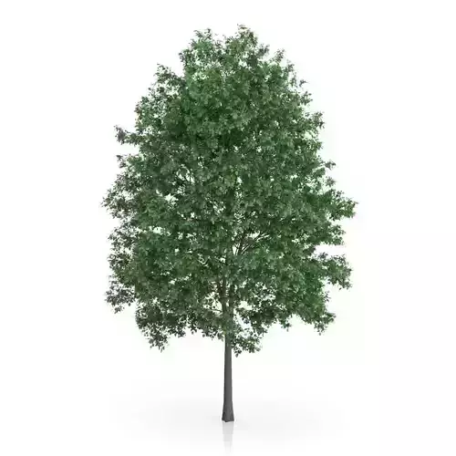 Common Hornbeam Tree Carpinus betulus 3D model