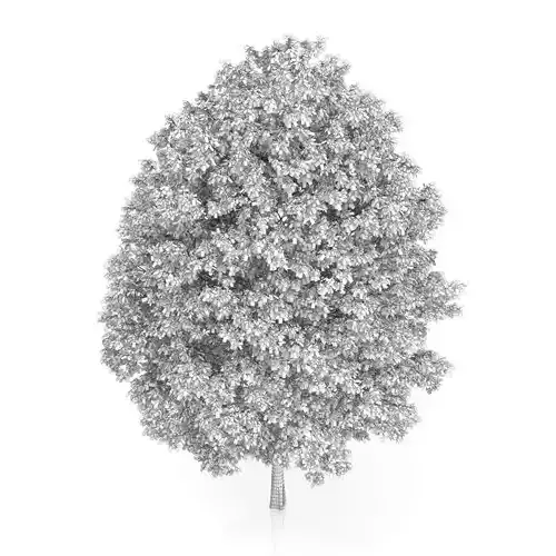 Common Hornbeam Tree Carpinus betulus