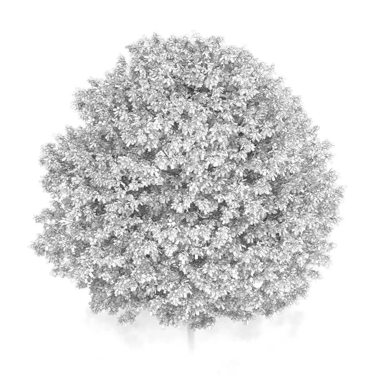 Common Hornbeam Tree Carpinus betulus 3D model_5