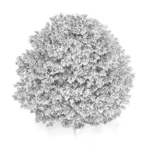 Common Hornbeam Tree Carpinus betulus