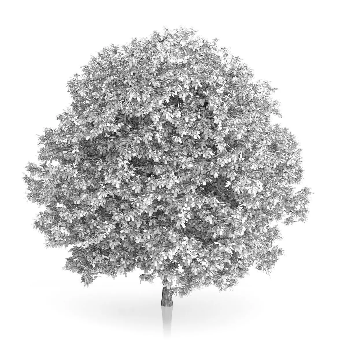 Common Hornbeam Tree Carpinus betulus 3D model_1